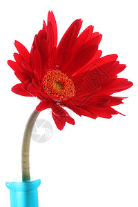 圆形花瓶中新鲜的红色红雪贝拉色彩颜色花头植物蓝色植物学宏观摄影影棚花瓣图片