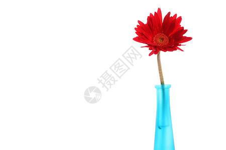 圆形花瓶中新鲜的红色红雪贝拉影棚植物学白色植物色彩蓝色摄影宏观花头颜色图片