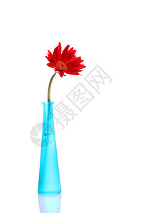 圆形花瓶中新鲜的红色红雪贝拉白色颜色植物学宏观蓝色花头色彩花瓣摄影植物图片