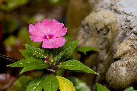 单粉色花朵图片