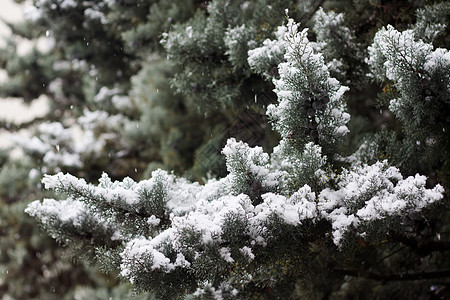 白雪覆盖的松树图片