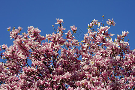 蓝天空的春花粉色天空天气花朵郁金香绿色公园季节蓝色背景图片