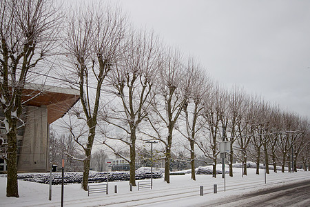 冬季被雪覆盖的树木图片