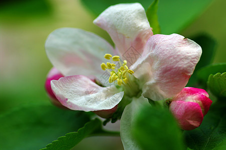 苹果树开花 苹果花贴近花园园艺植被宏观天空植物果园花瓣水果季节图片