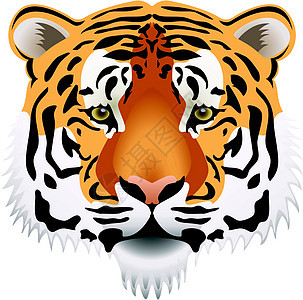 矢量虎头男性丛林动物艺术插图白色生物动物园野生动物老虎图片