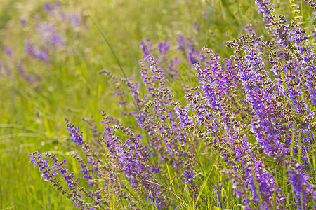 食用盐蓝色芳香香味植物疗法园艺场地紫丁香植物群香水图片