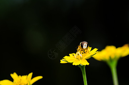 果果文件或鲜花绿色性质的宏苍蝇蜜蜂昆虫翅膀动物学黄色条纹宏观野生动物图片