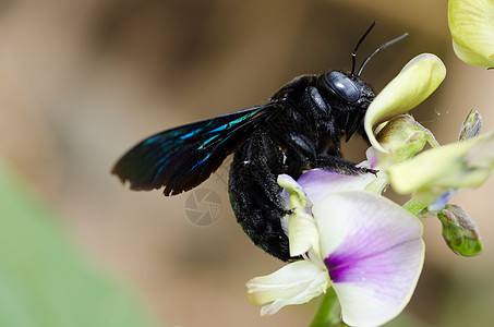 大自然中的木蜂宏观青虫花园害虫黑色花粉木匠漏洞花蜜翅膀昆虫图片
