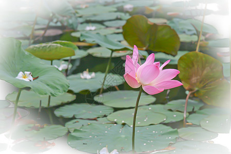 粉红莲花花或水百合花花花在池塘上开花粉色植物群绿色植物百合软垫漂浮植物学美丽花瓣图片