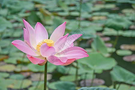 粉红莲花花或水百合花花花在池塘上开花绿色植物粉色美丽漂浮植物群植物学百合花瓣软垫图片