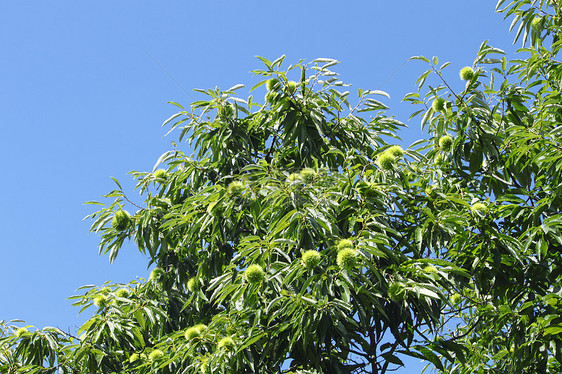 栗子和蓝天空季节天空坚果种子季节性棕色板栗多刺营养食物图片