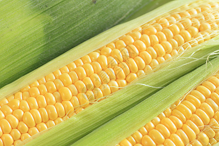 新鲜玉米绿色蔬菜收成食物农场黄色白色宏观营养图片