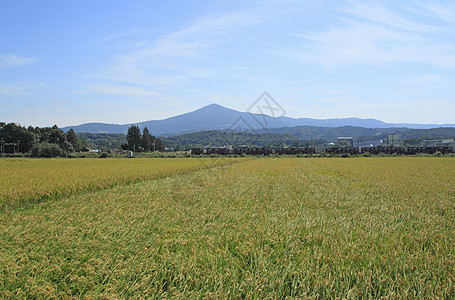 麦田油画希梅卡米山和稻田景观天空蓝天场地蓝色农田农场粮食食物金子绿色背景