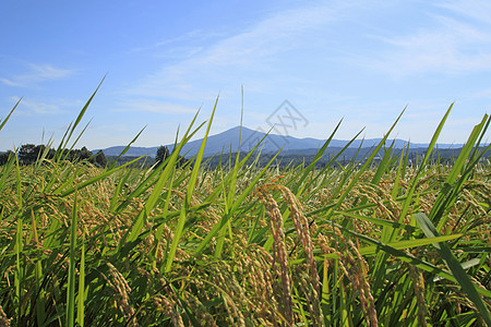 希梅卡米山和稻田景观金子农场食物绿色土地蓝天天空农田蓝色场地图片