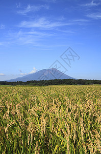 Mt Iwate和稻田景观金子农场农田粮食蓝天土地蓝色绿色食物天空图片