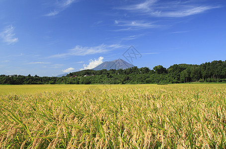 Mt Iwate和稻田景观农田食物蓝色粮食金子蓝天天空绿色土地农场图片