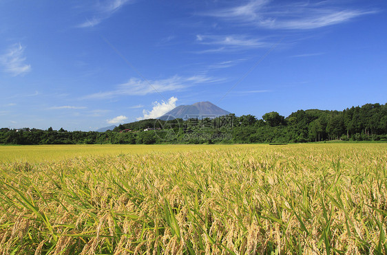 Mt Iwate和稻田景观农田食物蓝色粮食金子蓝天天空绿色土地农场图片