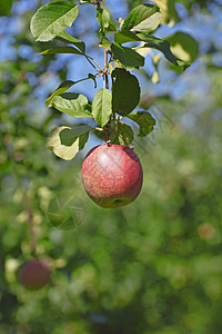 几个红苹果植物季节蓝天水果天空树叶蓝色叶子绿色农业图片