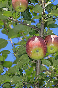几个红苹果食物绿色树叶蓝色农业红色水果蓝天叶子天空图片