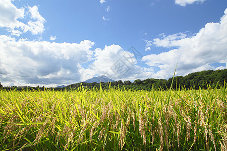 Mt Iwate和稻田景观食物蓝天农田农场粮食土地天空蓝色金子绿色图片