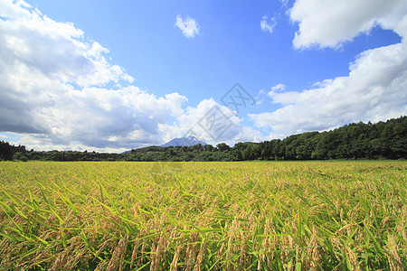 Mt Iwate和稻田景观农田金子粮食农场蓝色绿色蓝天食物天空土地图片