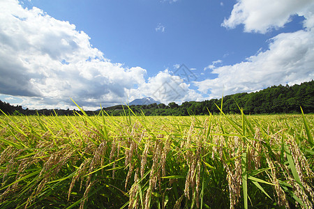 Mt Iwate和稻田景观食物农场蓝色蓝天农田天空金子土地绿色粮食图片