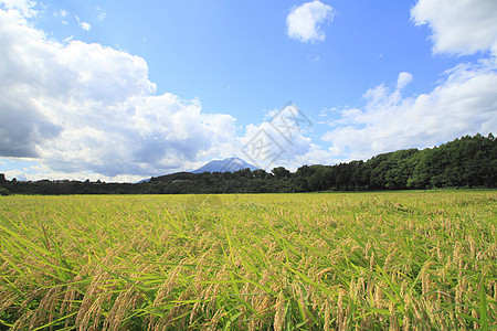 Mt Iwate和稻田景观食物金子绿色粮食天空农田蓝天农场蓝色土地图片