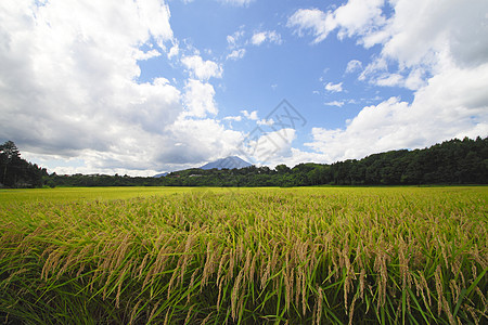 Mt Iwate和稻田景观天空土地农场农田食物粮食蓝色蓝天绿色金子图片