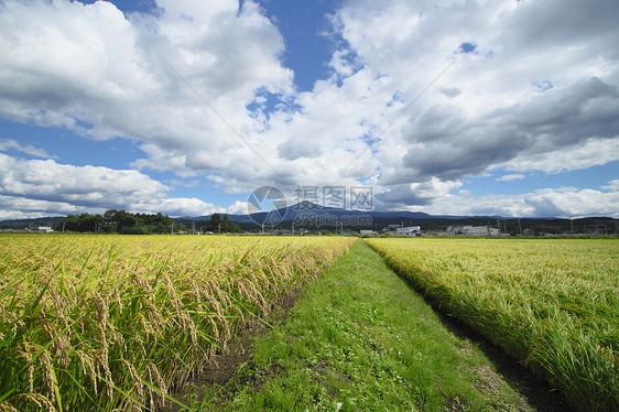 希梅卡米山和稻田景观农场天空蓝天粮食食物绿色农田蓝色土地金子图片