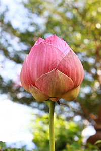 粉红莲百合季节花园紫色环境生活叶子美丽植物热带图片