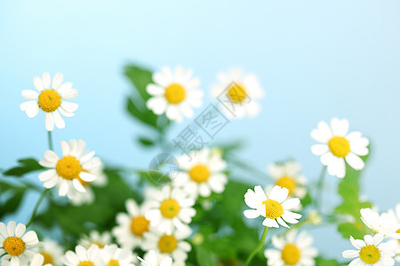 谢米米尔宏观蓝色菊花压痛植物群卡片牛眼黄色草地绿色图片