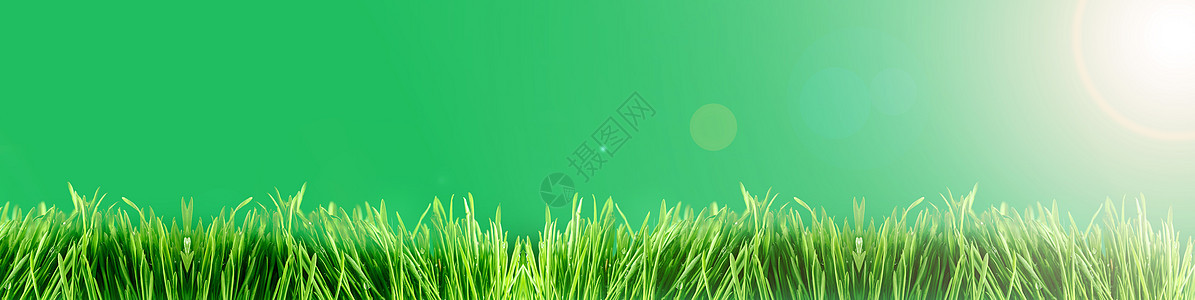 树本背景叶子阳光植物水滴草地环境树叶刀刃反射气候图片