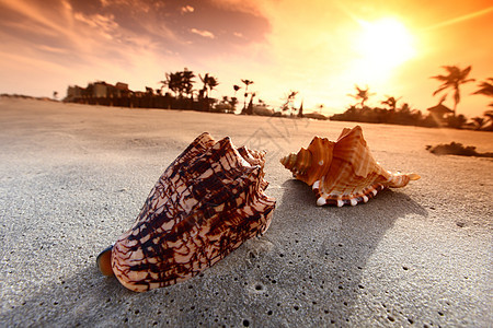 贝壳海浪旅游天堂支撑天空海洋假期娱乐热带海岸图片