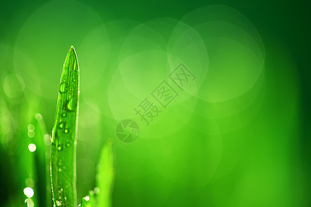 树本背景液体反射雨滴水滴树叶植物宏观气候花园草本植物图片