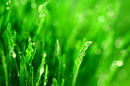 树本背景刀刃树叶草地水滴生长草本植物植物反射液体环境图片