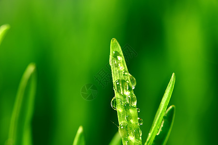 树本背景叶子生长植物环境草本植物刀刃阳光雨滴草地液体图片