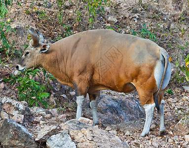 Banteng 或红牛肌肉野生动物动物园荒野红色哺乳动物棕色热带动物群喇叭背景图片