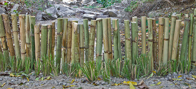 竹子围栏树枝风水丛林植物花园生长风格管道绑定热带图片