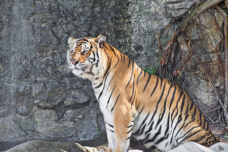 动物园里的西伯利亚虎猫科动物危险豹属濒危动物黄色条纹身体眼睛荒野图片