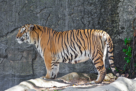 动物园里的西伯利亚虎野生动物哺乳动物食肉动物荒野老虎危险黄色猫科动物豹属图片
