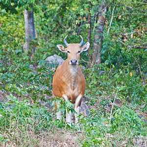 Banteng 或红牛热带红色动物园哺乳动物野生动物棕色肌肉动物群休息喇叭图片