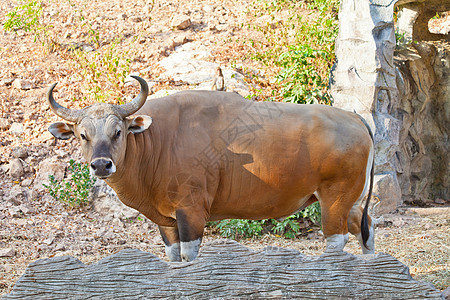 Banteng 或红牛棕色红色动物园哺乳动物野生动物肌肉喇叭荒野热带奶牛背景图片