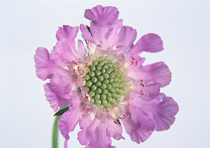 鲜花花店花瓣橙子礼物植物群季节宏观花园生长植物图片