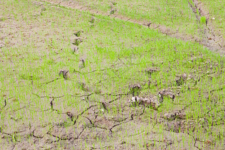 泰国的稻米田叶子稻田耳朵生长宏观农田收成食物植物场地图片