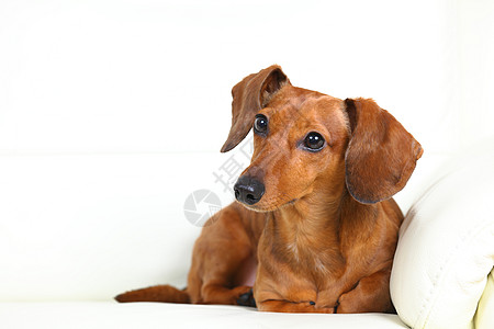 沙发上的达尚狗儿子小狗哺乳动物棕色伴侣白色朋友食肉幼兽动物图片