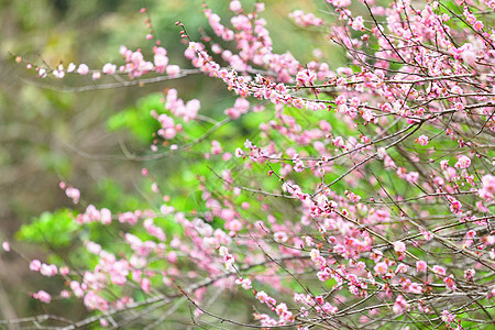 梅花花季节乡村粉色花朵园艺李子衬套花瓣植物群花期图片