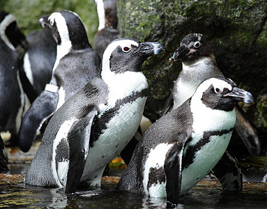 企鹅动物园野生动物游泳荒野动物岩石乐趣海洋燕尾服情调图片