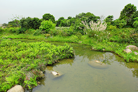 湿地植物反射森林地面野生动物天空荒野树木环境生活图片