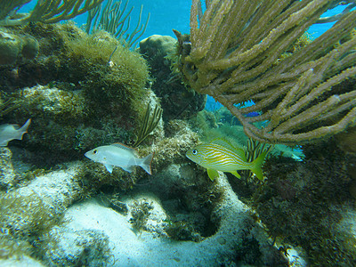 加勒比海动植物保护公约图片
