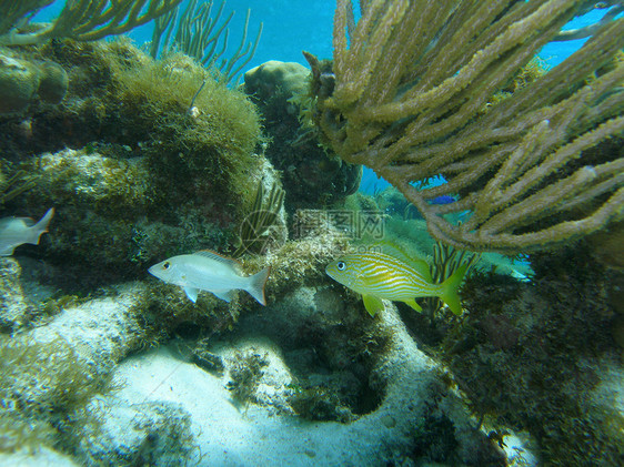 加勒比海动植物保护公约图片